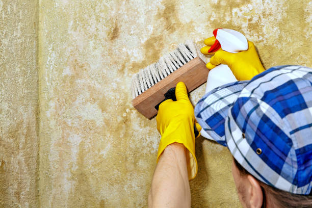 Best Mold Damage Restoration  in Park View, IA